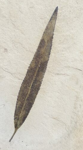 Very nice Fossil Willow Leaf From Utah #11885